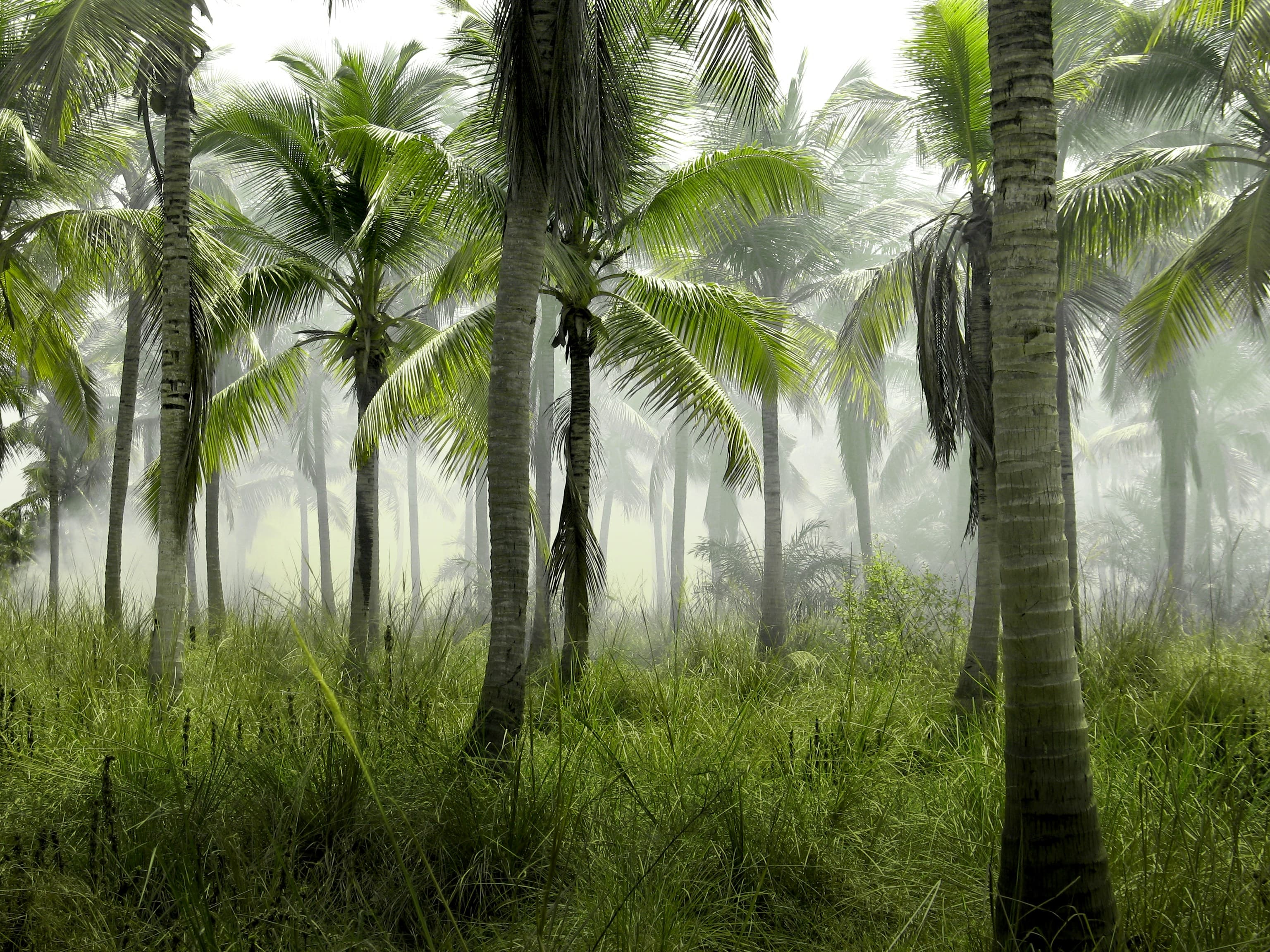Oil Palm